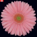 Gerbera - Pink Snow